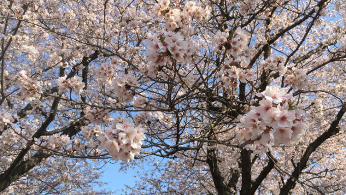 4月｜桜満開