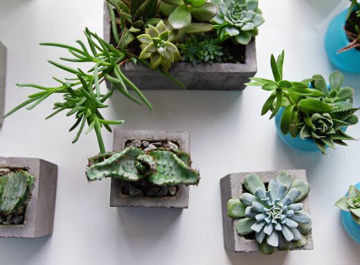 観葉植物